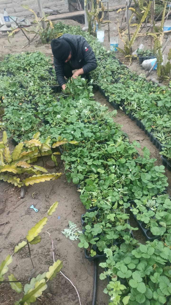 Mantenimiento de plantas frutales